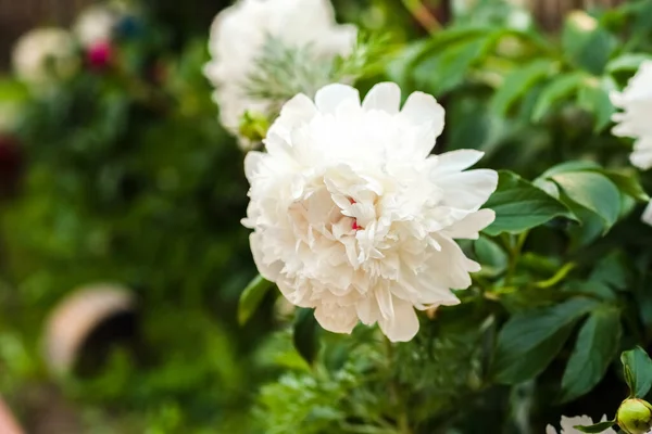 White Peonies Grow Garden — Stock Photo, Image