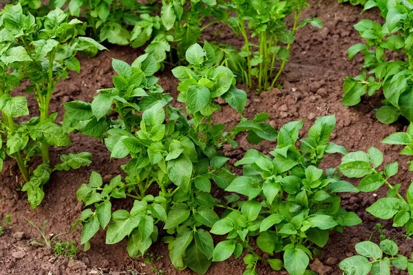 Les Nouvelles Pommes Terre Poussent Dans Lit Jardin Pommes Terre — Photo