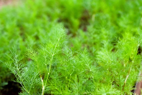 Jonge Malse Groene Stengels Van Dille Het Tuinbed — Stockfoto