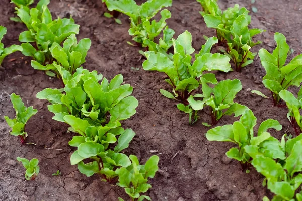 Beetroot Grows Garden Beet Leaves — Stock Photo, Image