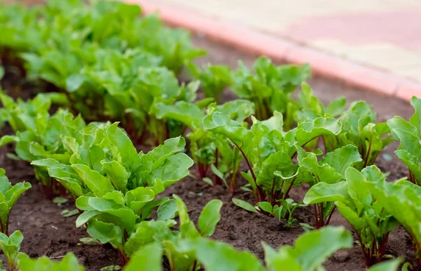 Bietenwortel Groeit Tuin Bietenbladeren — Stockfoto