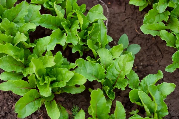 Bietenwortel Groeit Tuin Bietenbladeren — Stockfoto