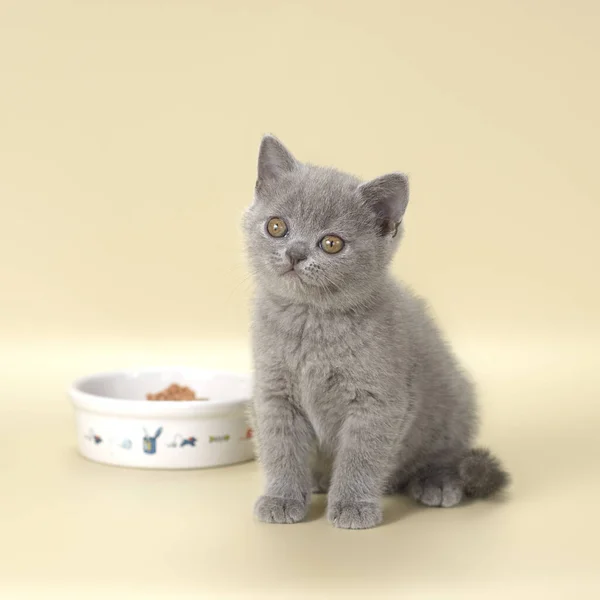 Grey Blue Kitten Bowl Cat Food High Quality Photo — Stock Photo, Image