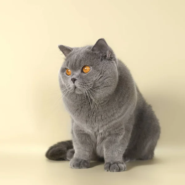 Britânico shorthair gato macho da cor cinza azul no fundo do estúdio — Fotografia de Stock