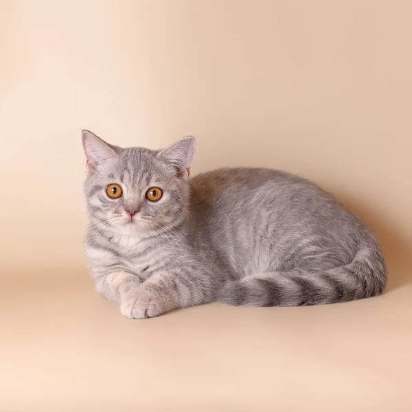 Blue Spotted Kitten Beige Studio Background — Stock Photo, Image