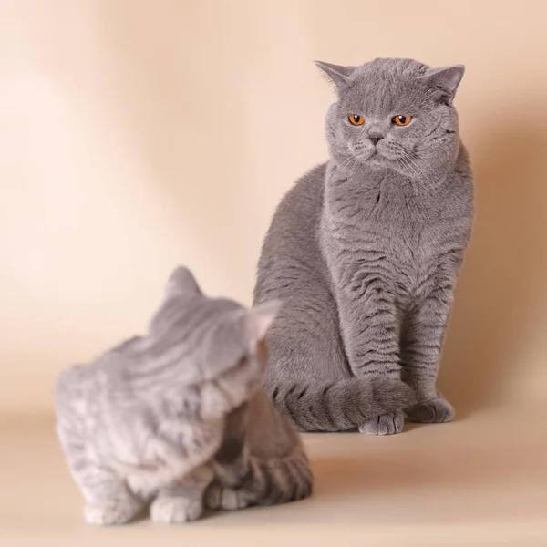 스튜디오 배경에 회색짧은 고양이와 고양이 — 스톡 사진