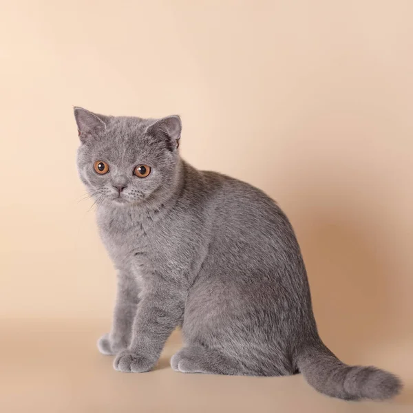Blue Grey Kitten Beige Studio Background — Stock Photo, Image