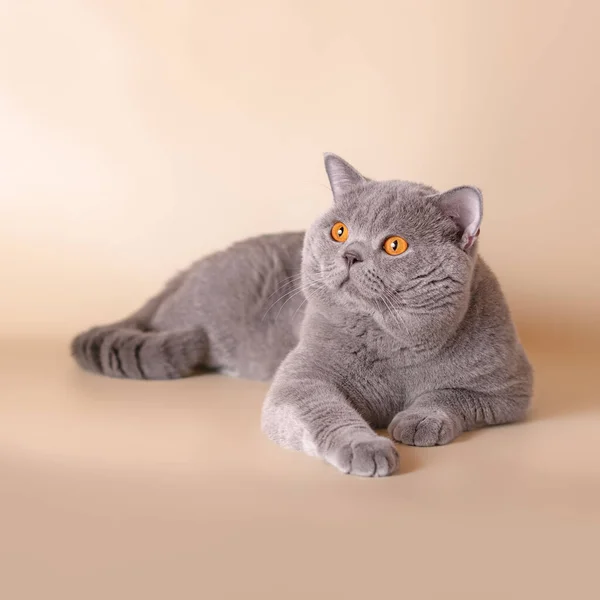 Britânico Shorthair Adulto Gato Estúdio Fundo — Fotografia de Stock