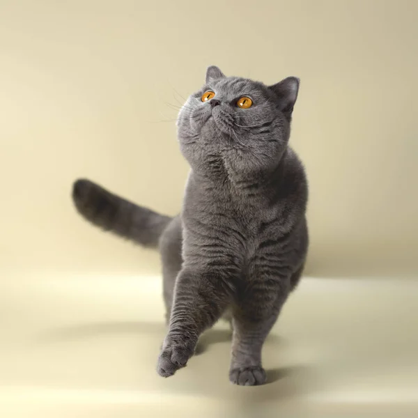 쇼트어 고양이 스튜디오 — 스톡 사진