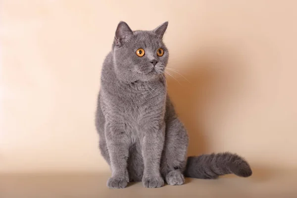 Britânico Shorthair Adulto Gato Estúdio Fundo — Fotografia de Stock