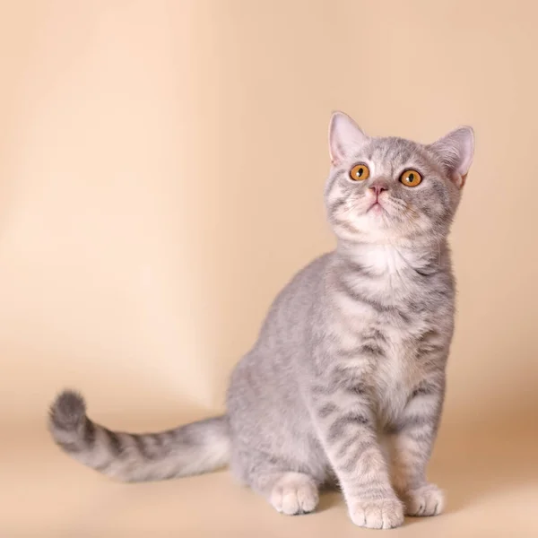 Blue Spotted Kitten Beige Studio Background — Stock Photo, Image