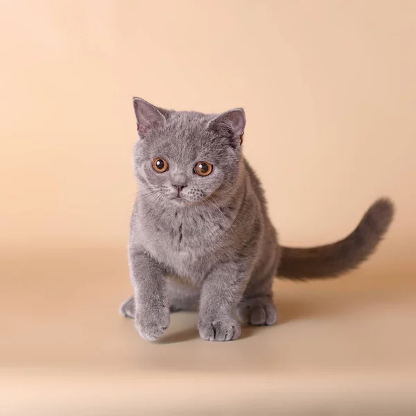 Blue Grey Kitten Beige Studio Background — Stock Photo, Image