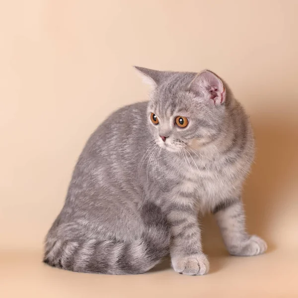 Blue Spotted Kitten Beige Studio Background — Stock Photo, Image