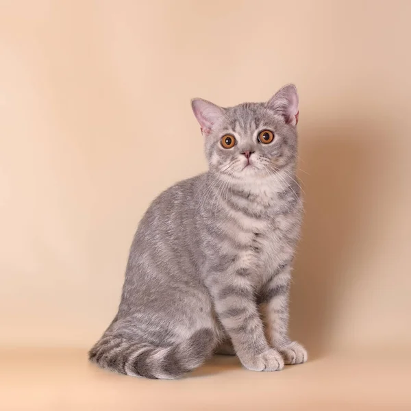 Blue Spotted Kitten Beige Studio Background — Stock Photo, Image