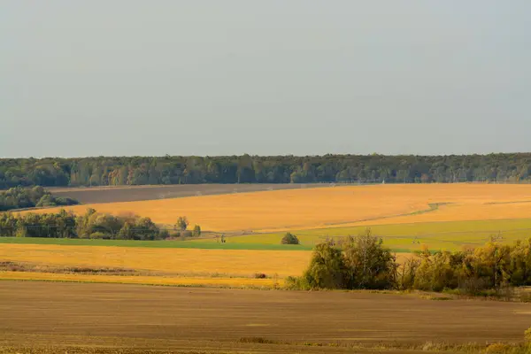 Paisaje Campo Con Árboles —  Fotos de Stock