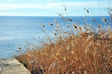 Tıpkı yabani otlar gibi, güçlü, neşeli ve özgür ol.