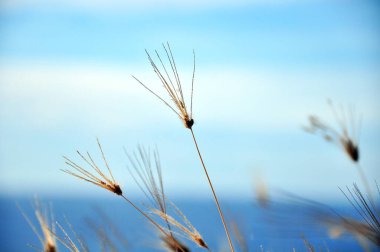 Tıpkı yabani otlar gibi, güçlü, neşeli ve özgür ol.