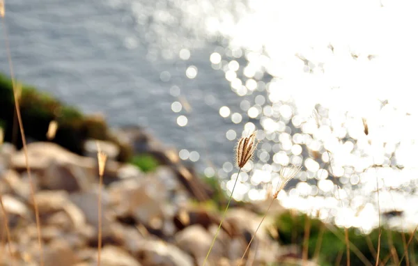 Comme Les Mauvaises Herbes Soyez Forts Joyeux Libres — Photo