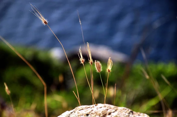 Comme Les Mauvaises Herbes Soyez Forts Joyeux Libres — Photo