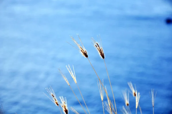 Just Weeds Strong Cheerful Free — Stock Photo, Image