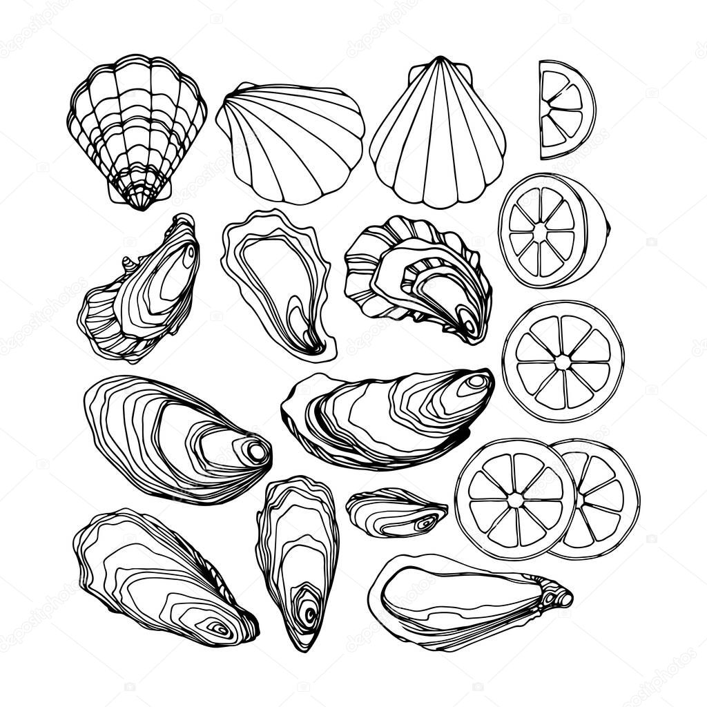 set of oysters in the shell, scallops, lemon, delicious seafood, menu decoration, vector illustration with black contour ink lines isolated on a white background in a doodle & hand drawn style