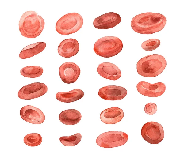모양의 적혈구 적혈구 현미경적 손으로 형으로 배경에 분리되어 수채화 — 스톡 사진