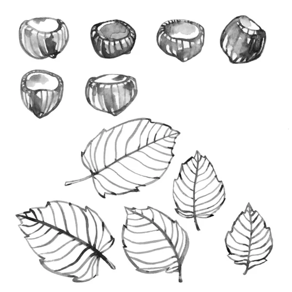 Set Hazelnuts Leaves Elements Decorative Ornament Pattern Black Ink Illustration — Stock Photo, Image