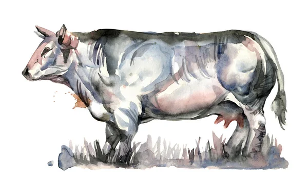 Vaca Azul Belga Muscular Raza Carne Genéticamente Criada Ilustración Color — Foto de Stock