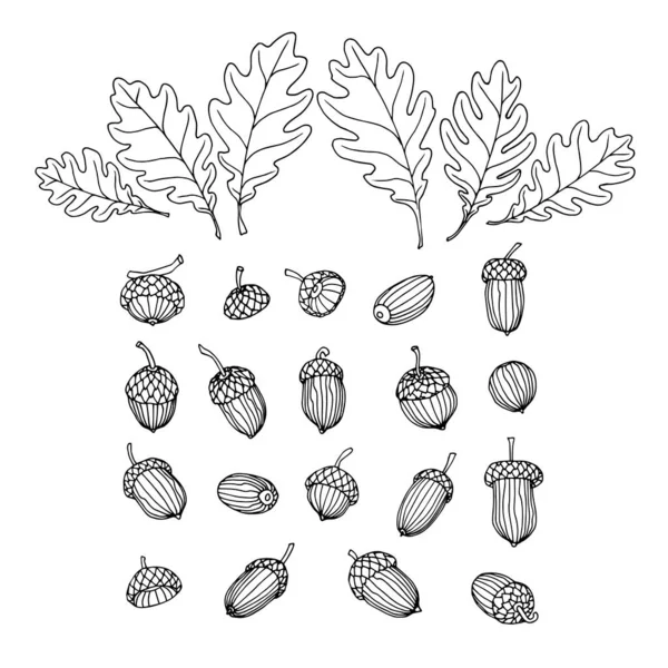 Ensemble Glands Feuilles Chêne Éléments Ornement Décoratif Motif Illustration Vectorielle — Image vectorielle