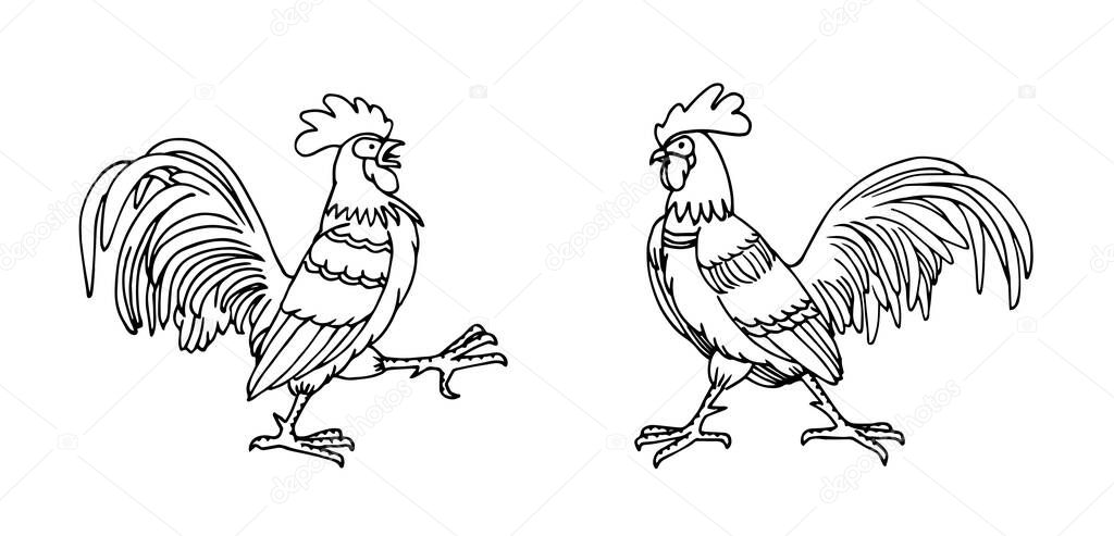 a pair of combat roosters, farm birds, vector illustration with black ink contour lines isolated on a white background in doodle and hand drawn style