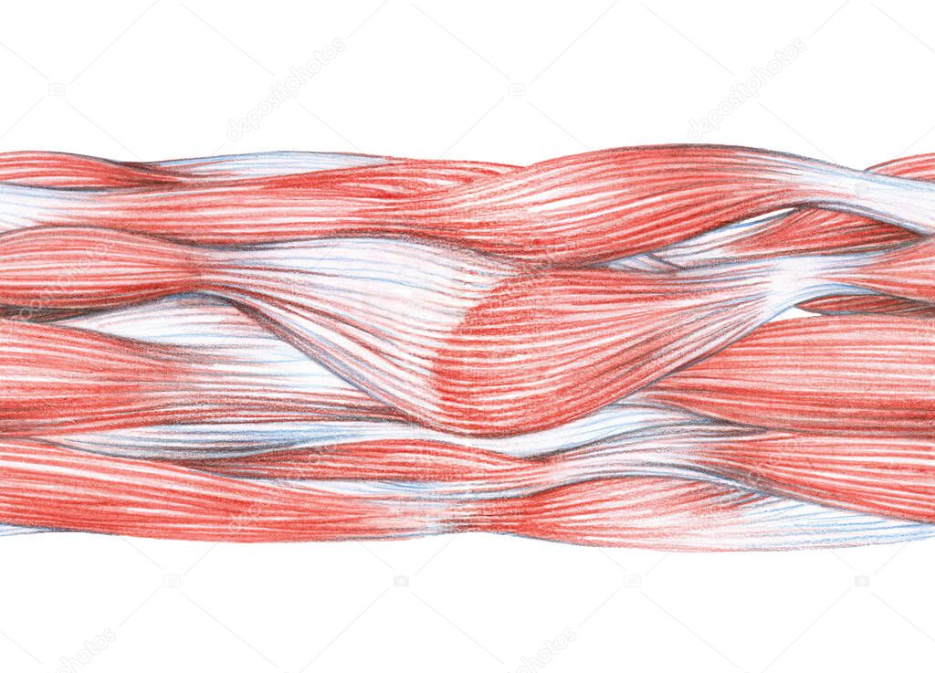 muscle waves, horizontal seamless pattern, color pencils, for frames and borders, graphic illustration with red lines isolated on a white background in hand drawn style