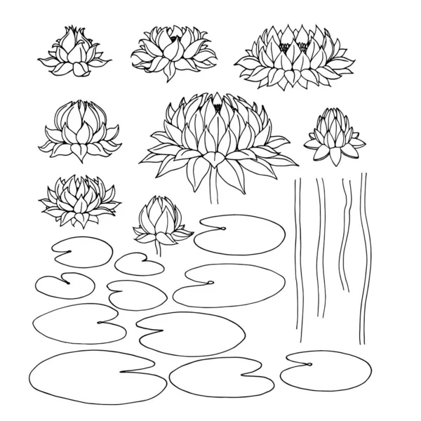 Zestaw Kwiatów Liści Lilii Wodnych Ozdoby Dekoracyjne Ramy Granice Ilustracja — Wektor stockowy