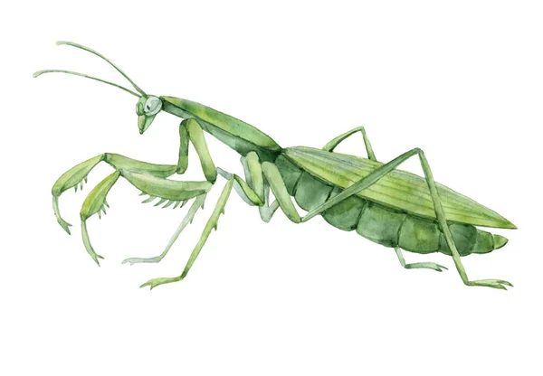 Mantis Verde Decorativo Perfil Inseto Invertebrado Predador Voraz Ilustração Cor — Fotografia de Stock