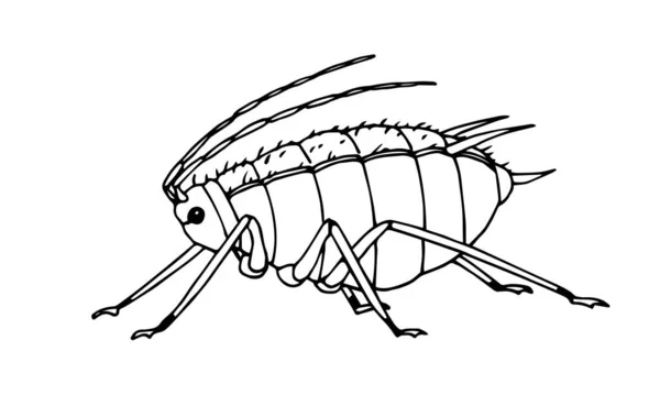 Fett Aphid Sida Visa Glupska Insekt Parasit Jordbrukspest Växt Lus — Stock vektor