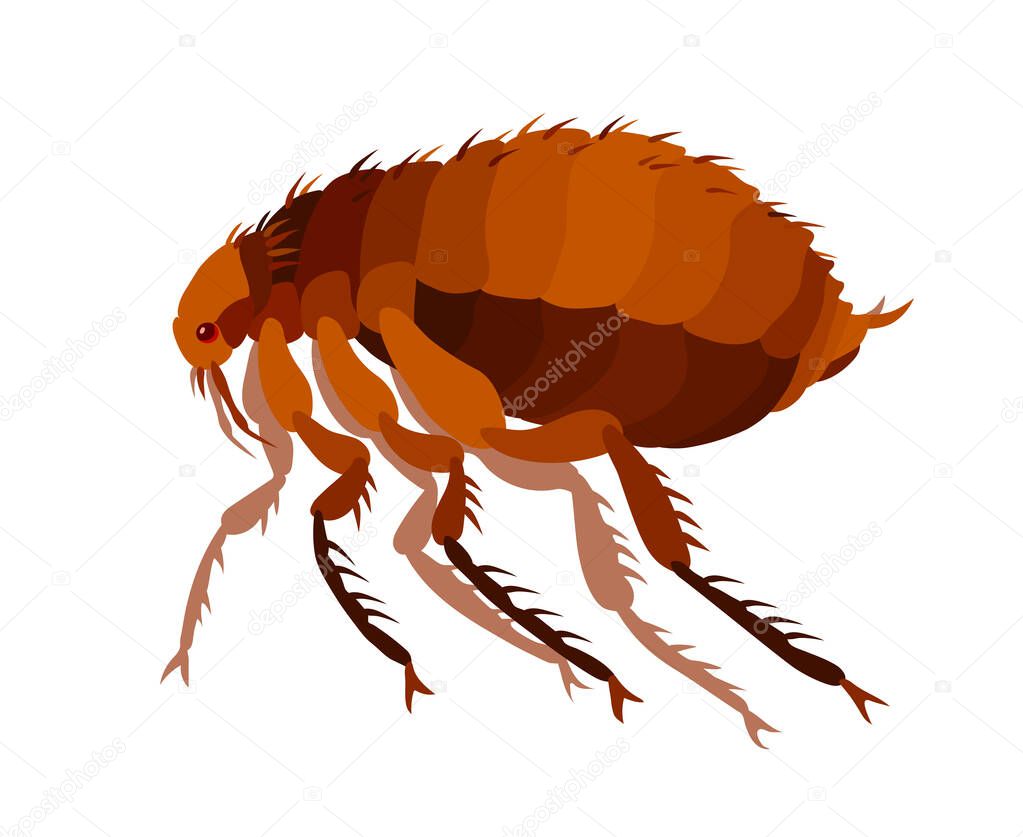 common brown flea, insect parasite, carriers of plague and other diseases and infections, bloodsucker, color vector illustration isolated on a white background in a cartoon and flat style