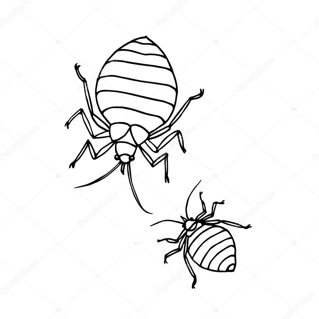 a pair of bed bugs, beetle, parasite insect, symbol of unsanitary conditions, vector illustration with black ink contour lines isolated on a white background in a doodle and hand drawn style