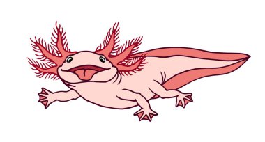 Kırmızı solungaçlı sevimli, komik axolotl, pembe dil, amfibi hayvan, akvaryum evcil hayvanı, çizgi filmde beyaz arkaplanda izole edilmiş kontür çizgileri ve el çizimi stili