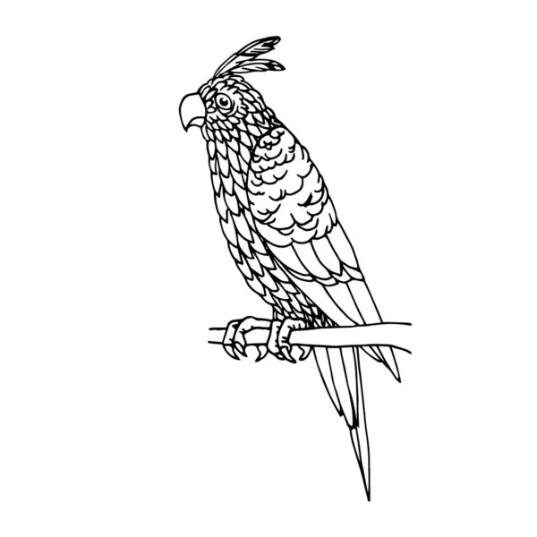 Sitting Parrot Crest Tropical Bird Decorative Ornaments Vector Illustration Black — Stock vektor