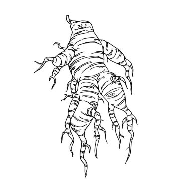 antropomorfik sebze kökü, ginseng veya zerdeçal, komik karakter, sihirli mandrake, siyah mürekkep kontur çizgileri içeren vektör çizgileri karalama ve el çizimi tarzında izole edilmiş.