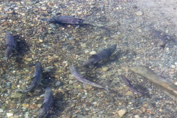 Fisk, lax, klättrar upp grundet av floden för att leka — Stockfoto