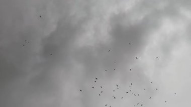 Bulutlu gökyüzü, doğanın güzelliğini ve havadaki hareketini gösteren, dramatik bir şekilde gökyüzünde süzülen büyük kuş sürüsünü yakalıyor.