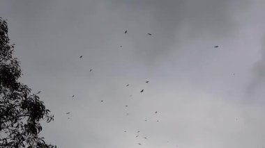 Kuşlar bulutlu gökyüzünde süzülür sabahın erken saatlerinde doğanın güzelliğinin büyüleyici bir görüntüsüyle.