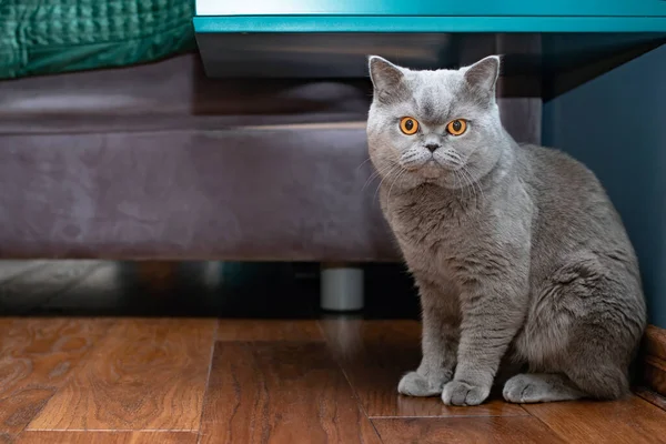 Ernste Katze aus nächster Nähe, zu Hause an einem gemütlichen Ort sitzend. Porträt einer Scottish Fold Katze mit orangefarbenen Augen. — Stockfoto