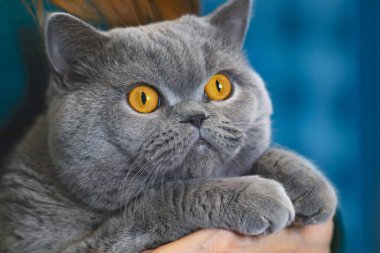 Ciddi bir kedi, sahibinin kollarında yakın plan. Turuncu gözlü İskoç kedisinin portresi..