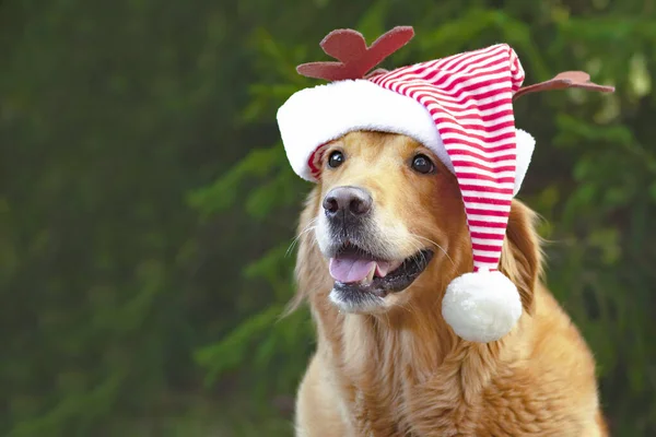 Golden Retriever köpeği, Labrador Noel Baba şapkası takıyor. Boşluğu Kopyala