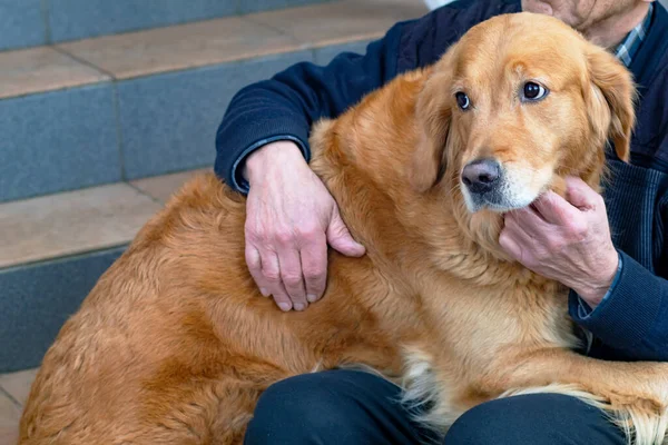 Başka tarafa bakıyor, üzgün köpek Golden Retriever, emekli evcil labrador 'una sarılıyor..