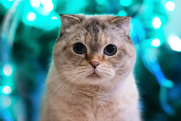 Porträt einer Katze zu Weihnachten auf einem Hintergrund aus Girlanden. Tierzucht Scottish Fold. Urlaubspostkarte — Stockfoto