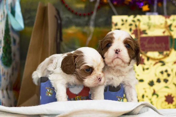 İki köpek yavrusu, Cavalier King Charles Spaniel Noel ağacı yanında, kartpostal..