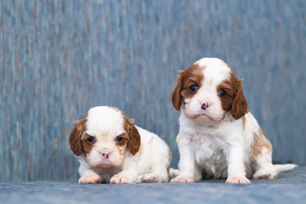 Dois cachorros, cães pequenos Cavaleiro Rei Charles Spanie — Fotografia de Stock