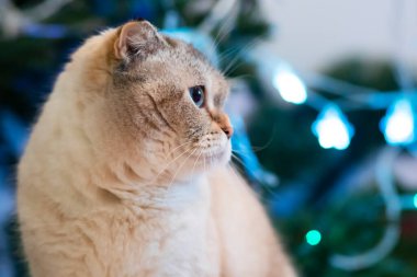 Portrait of a cat in profile for Christmas on a background of garlands. Animal breed Scottish Fold. Holiday postcard, soft focus. Copy Space